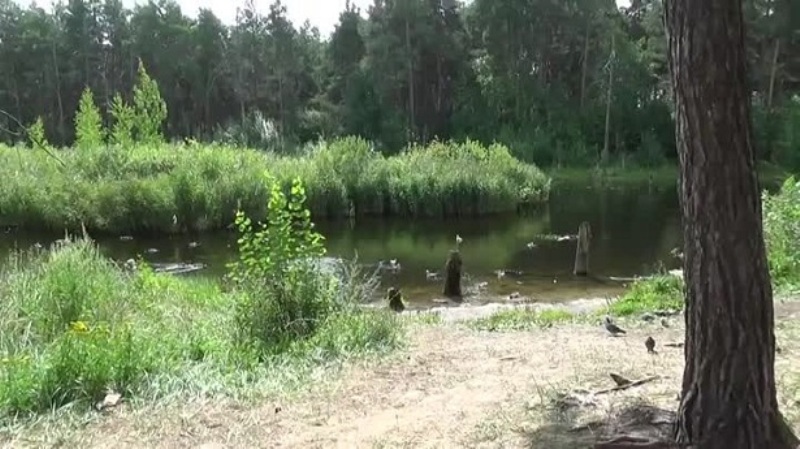 Утиное озеро в дзержинске карта