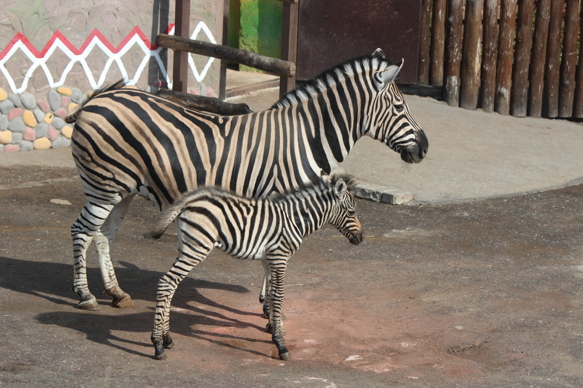 Детеныш зебры родился в зоопарке «Лимпопо»