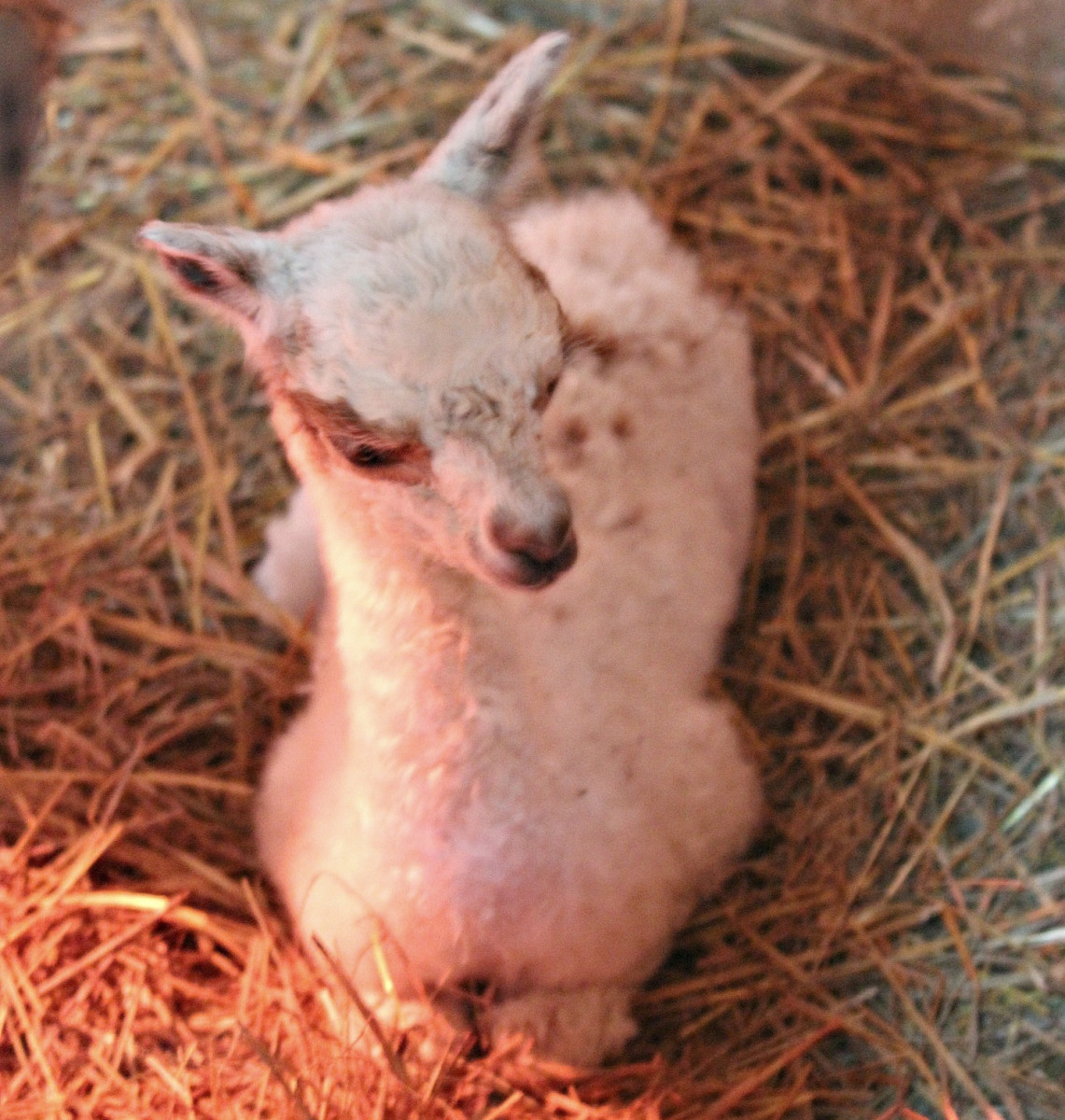Малыш родился у семейства альпак в нижегородском зоопарке «Лимпопо»