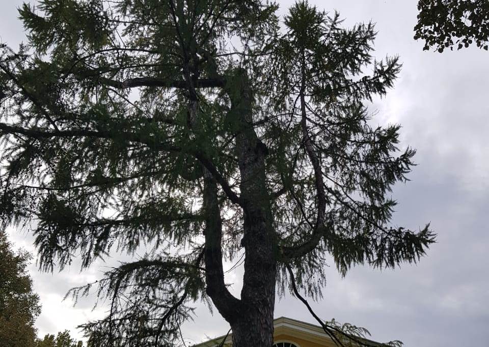 Я памятник себе воздвиг: дерево у усадьбы Пушкиных в Болдине получило статус памятника