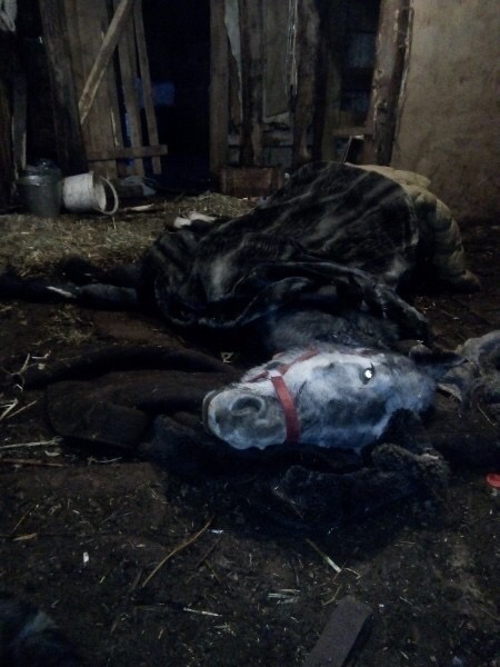 «Концлагерь» для коней обнаружили зоозащитники в Дзержинске