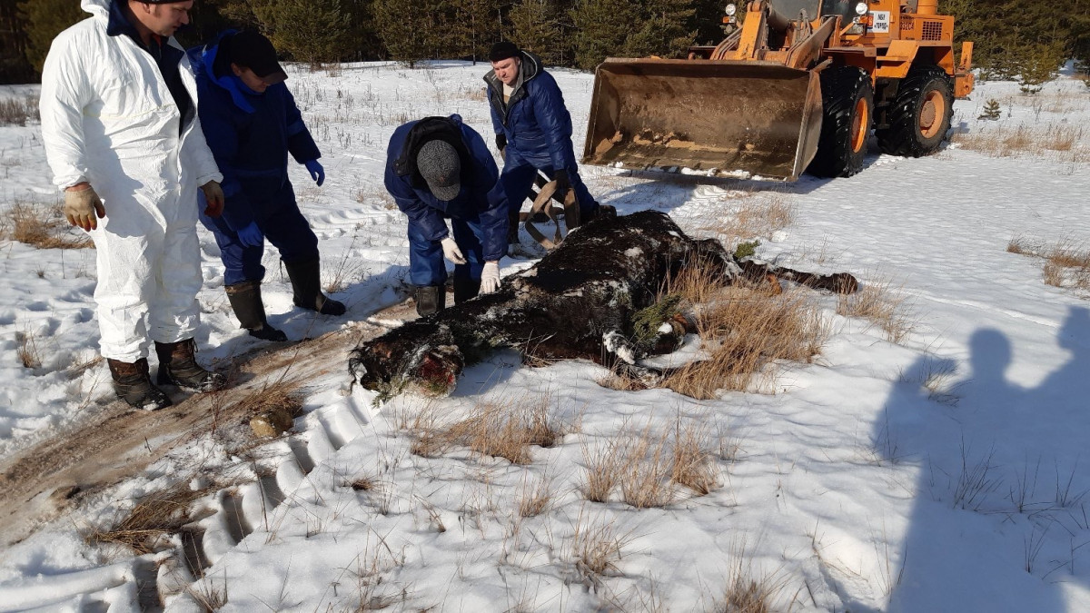 Кладбище животных, погибших в «концлагере» для лошадей, обнаружили в Дзержинске