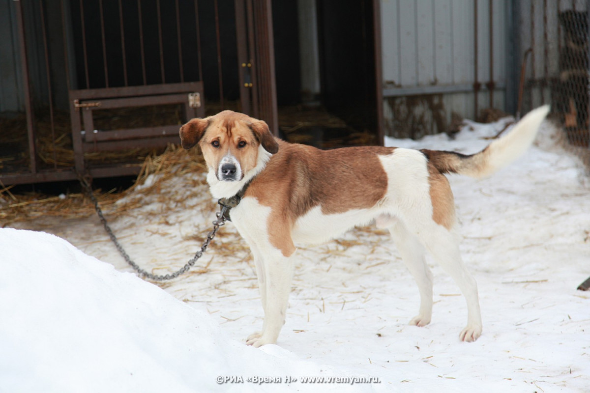 Живодерам из Арзамаса грозит по 5 лет колонии за избиение собаки