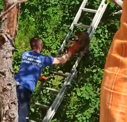 Потерявшегося в Нижнем Новгороде енота отвезли в зоопарк
