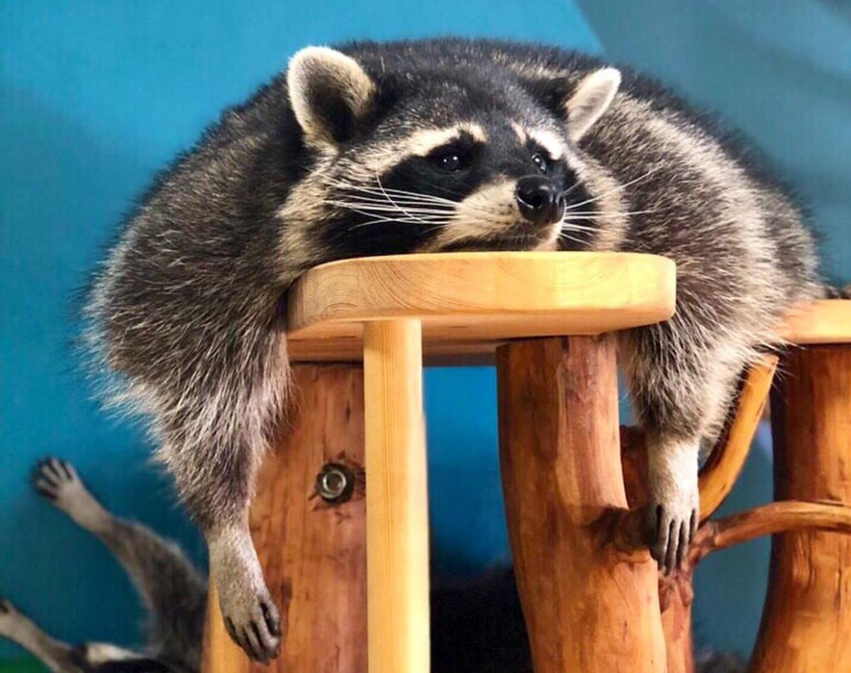 Заблудившегося в Нижнем Новгороде енота вернут хозяйке