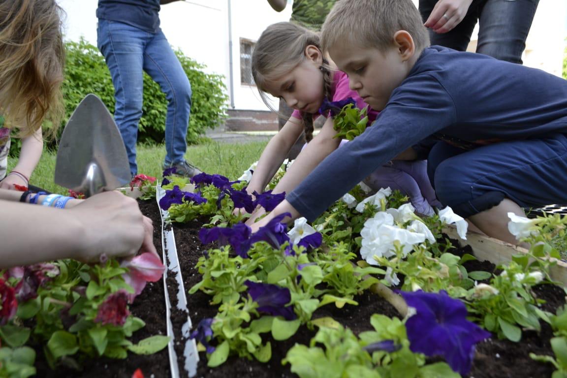 Дети вырастили цветы. Школьники сажают цветы. Сажать цветы. Дети сажают цветы. Посадка цветов детьми.