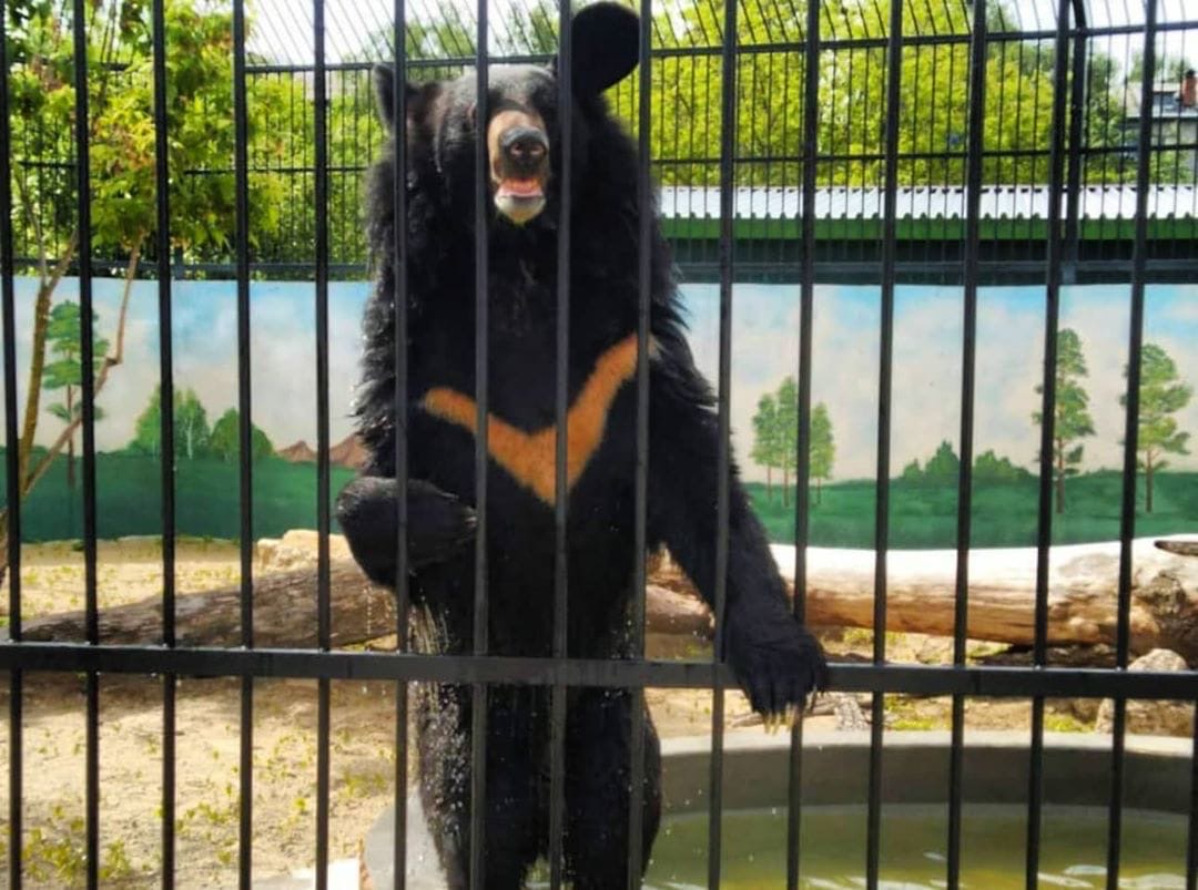 Гималайский медведь появился в нижегородском «Лимпопо»