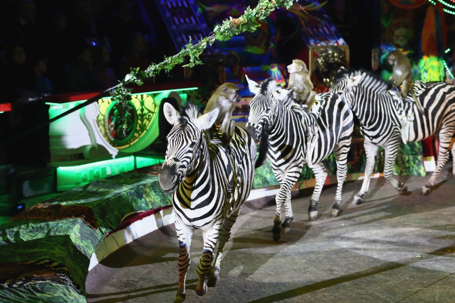 Животные из цирка Гии Эрадзе застряли в Нижнем Новгороде
