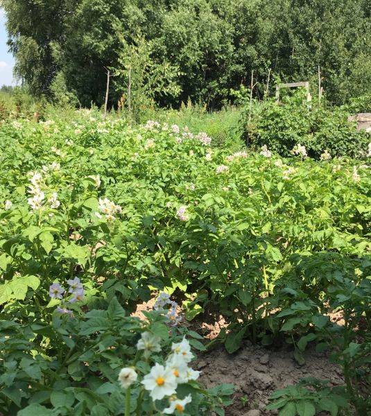 Зараженный картофель выявили на двух участках в Арзамасском районе