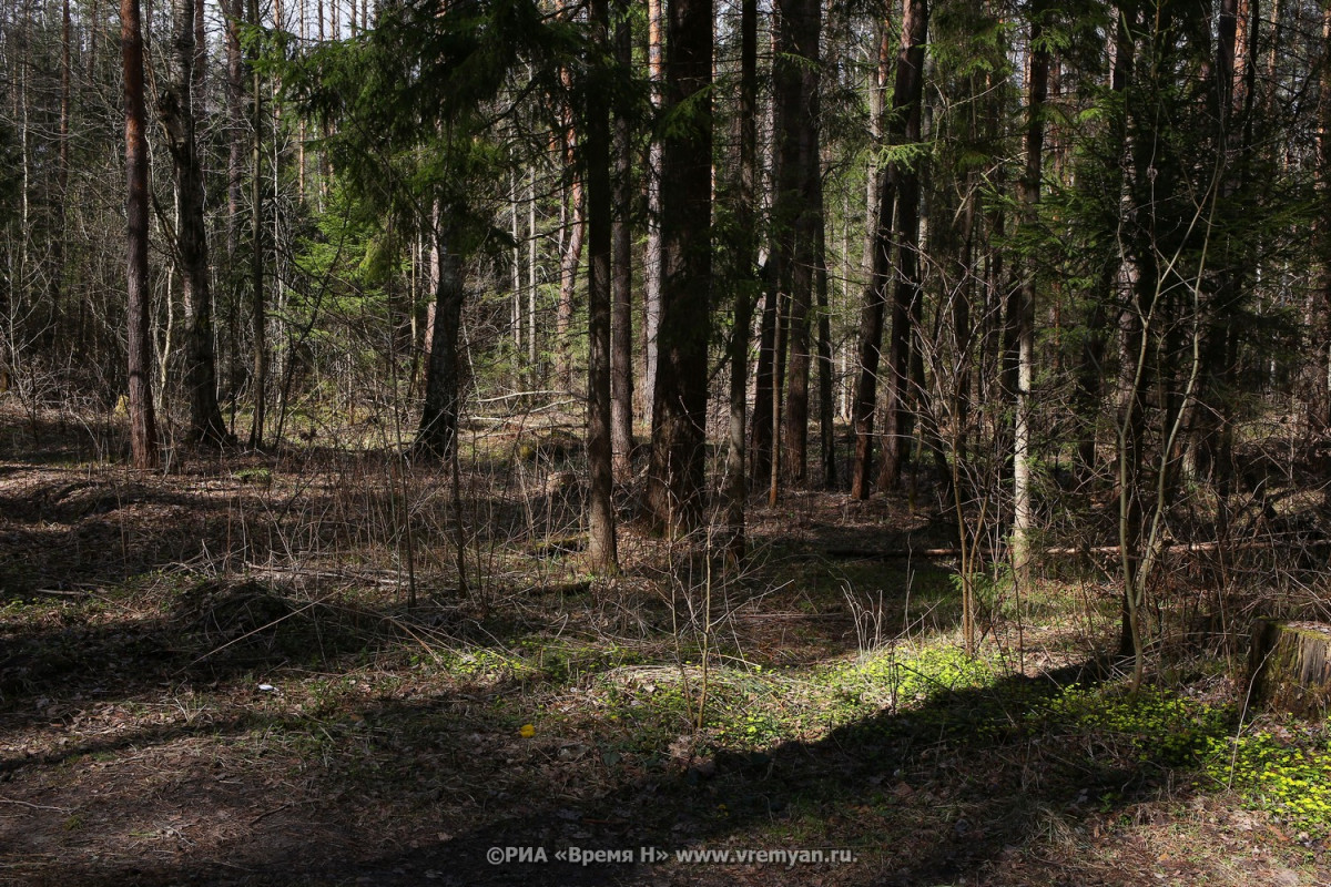 Грибников предупреждают об опасностях в нижегородских лесах
