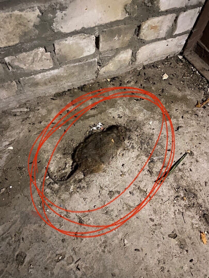 Нижегородец пожаловался на грязный подъезд в Советском районе