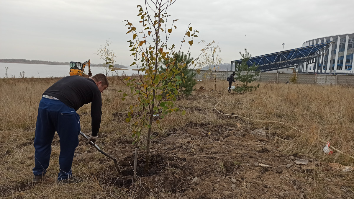Почти 8 тысяч деревьев и кустарников посадили в Нижнем Новгороде застройщики