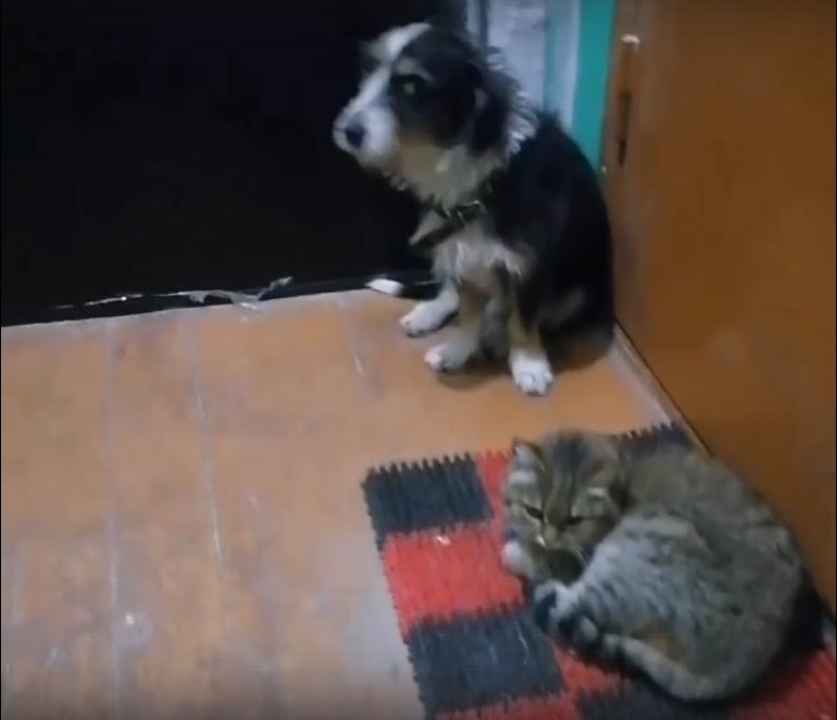 Кот и пес, ждавшие у дверей дзержинской квартиры умерших