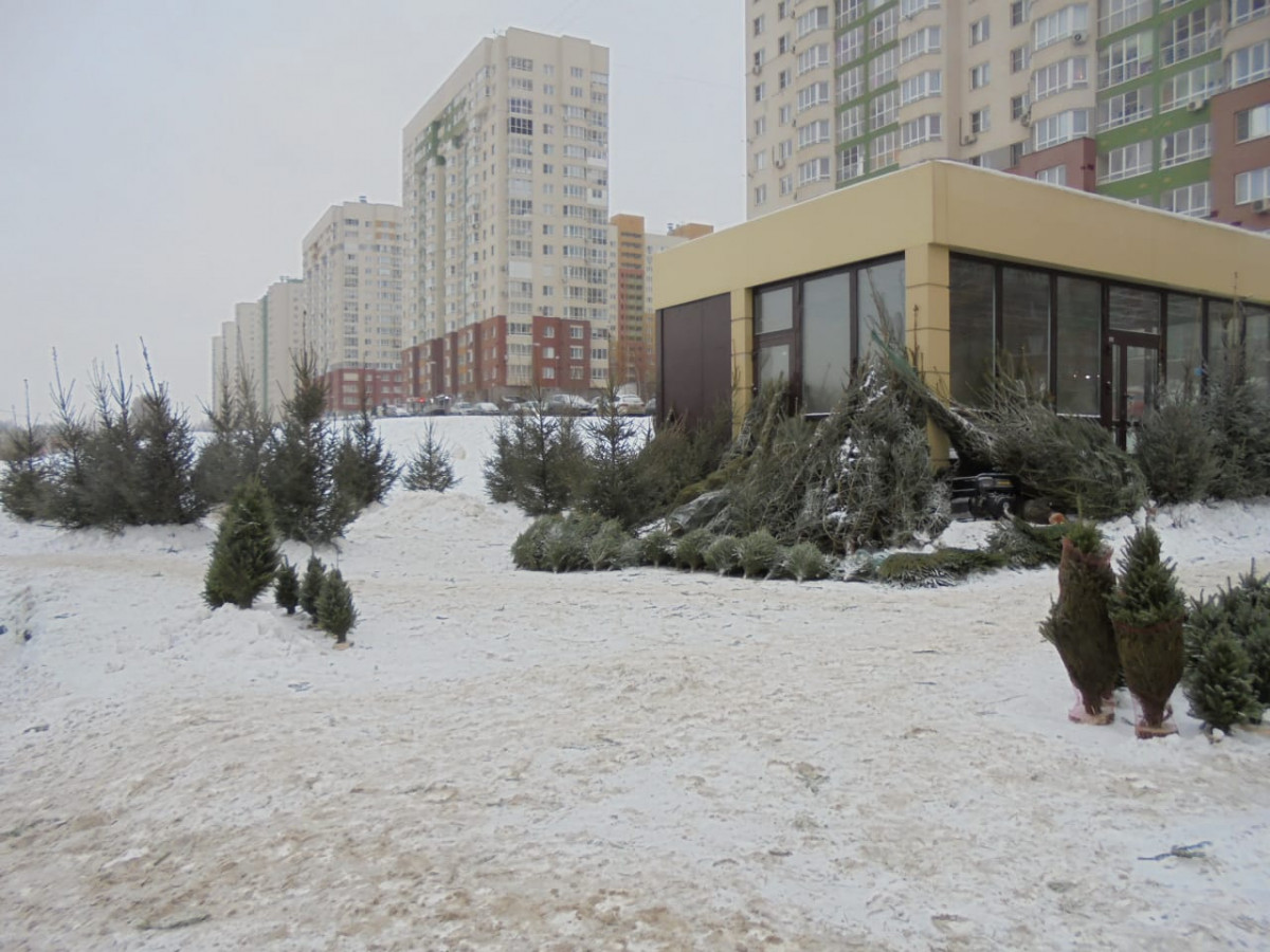 Более 100 новогодних деревьев и лапник изъяли в Приокском районе в рамках рейда по незаконной торговле