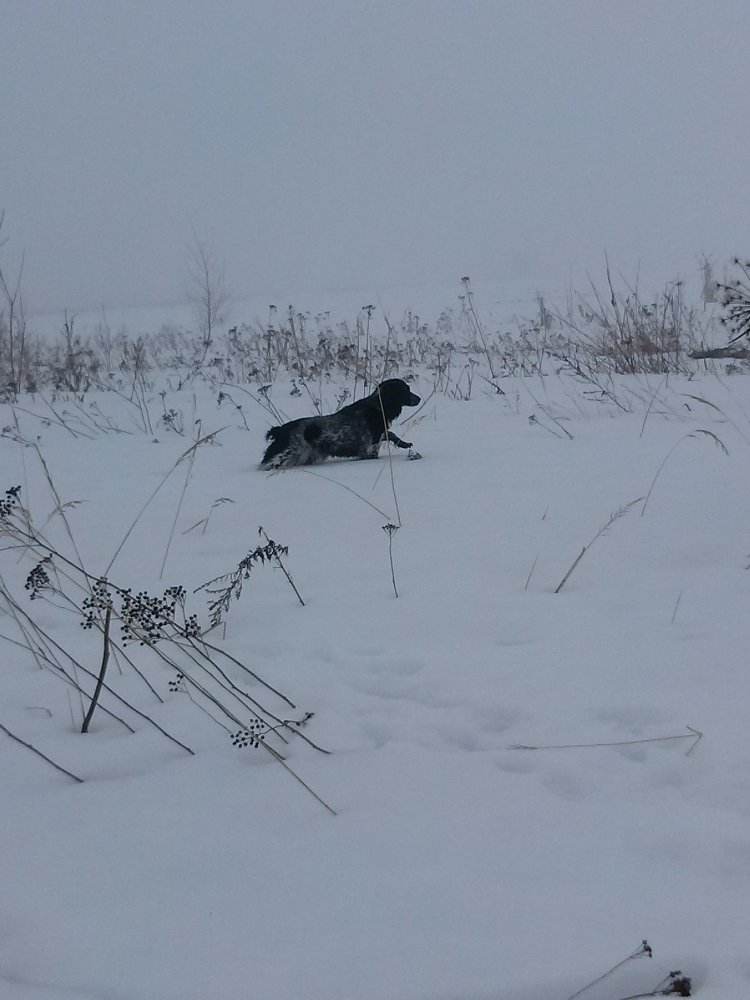 В Нижегородской области завершен сезон охоты на боровую дичь с подружейными собаками