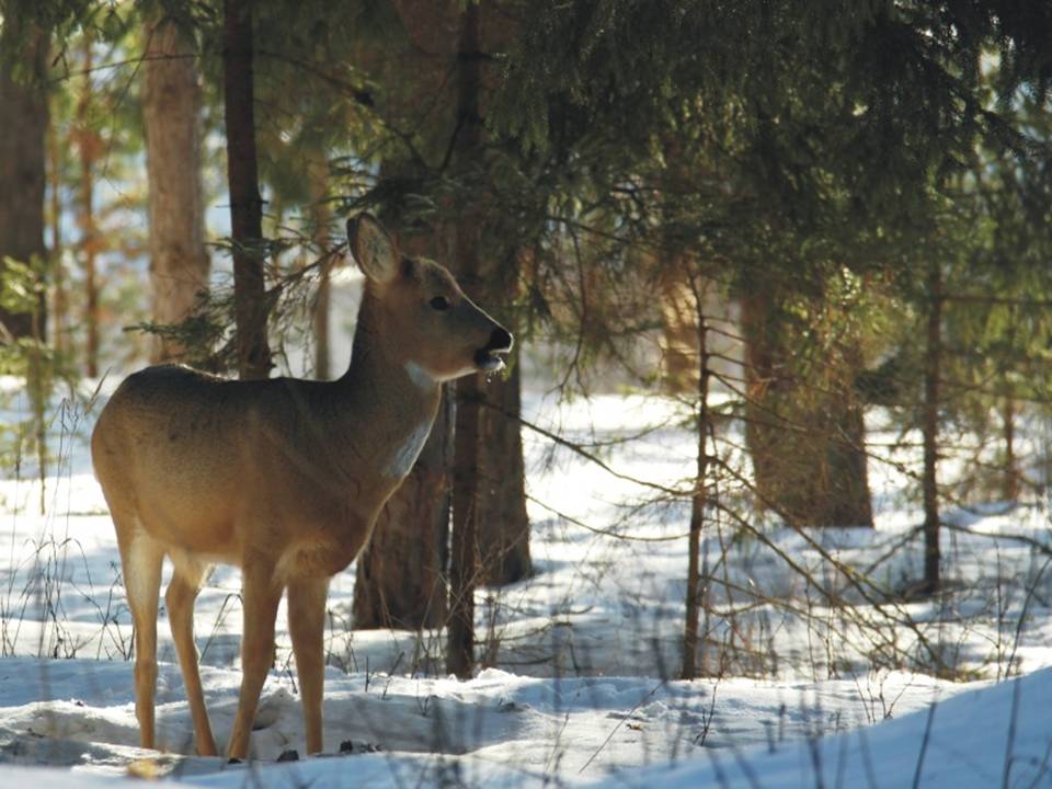 Сезон охоты на косулю в Нижегородской области продлен до 10 января