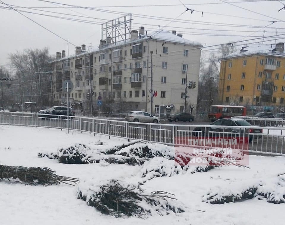 «Кладбища новогодних елок» вновь появились на улицах Нижнего Новгорода