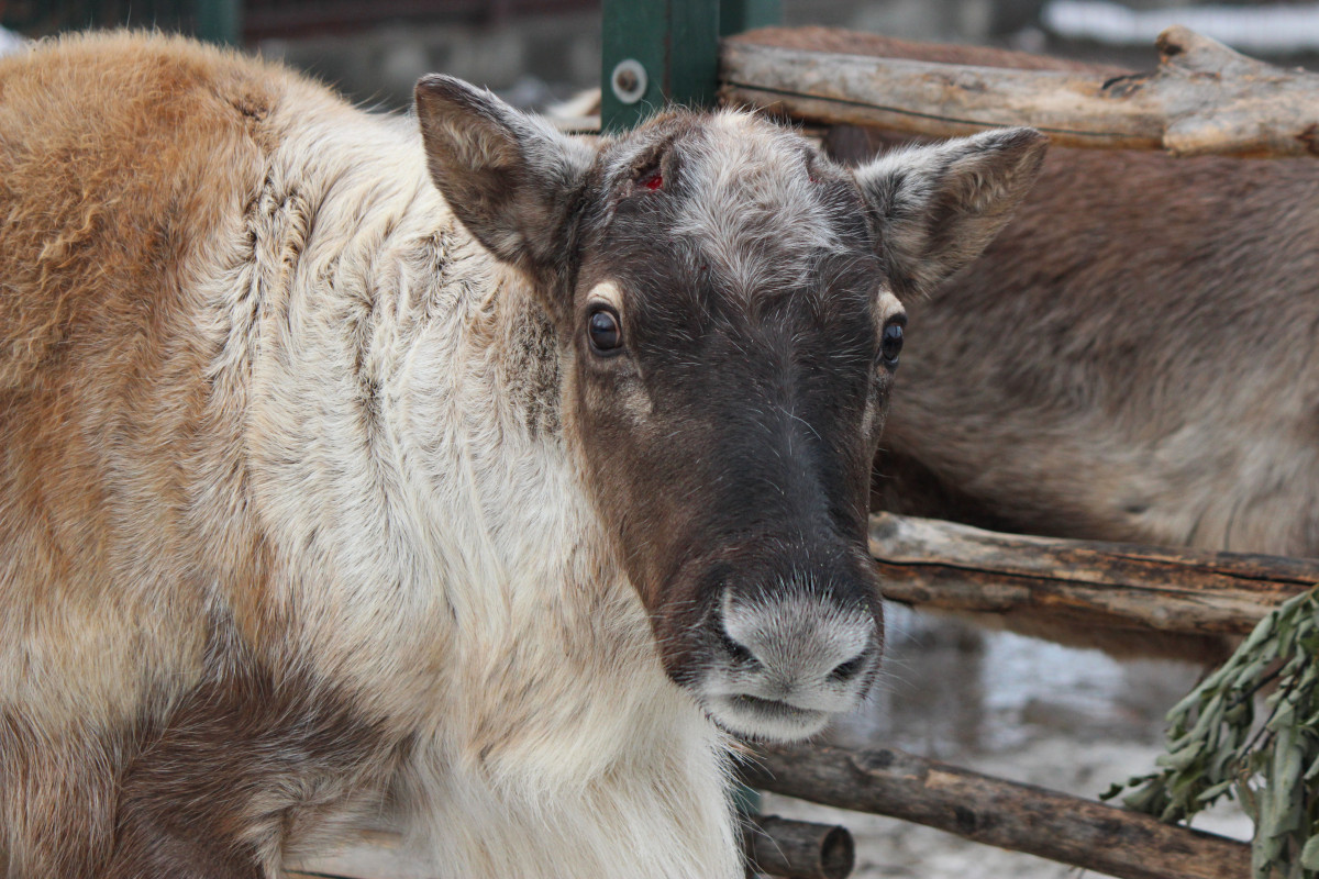 Северный олень из нижегородского «Лимпопо» лишился рогов