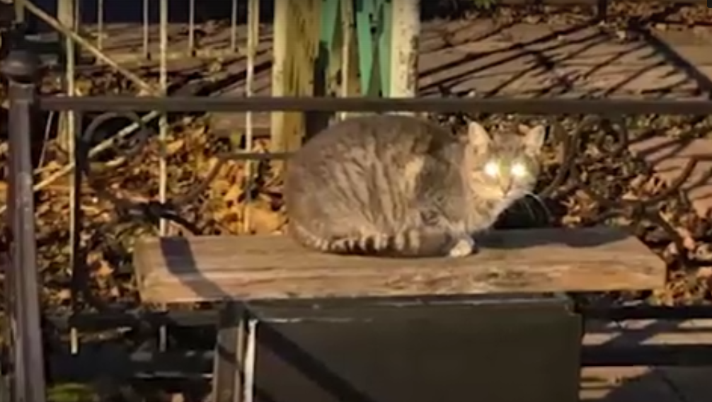 Нижегородка спасла кота, который жил на могиле своего хозяина