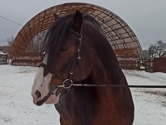 Ферма по восстановлению лошадей владимирской тяжеловозной породы открылась в Кстове