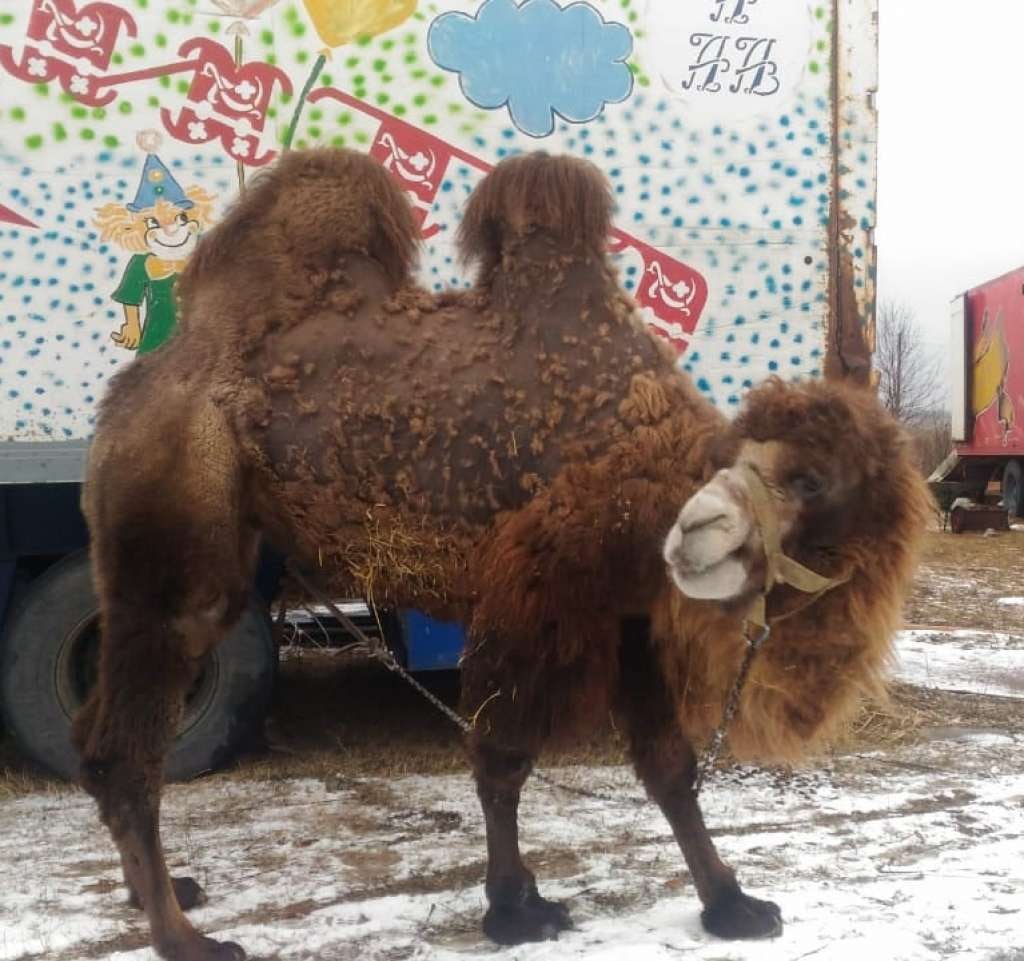 Двух верблюдиц доставили в Нижегородскую область из закрывшегося цирка
