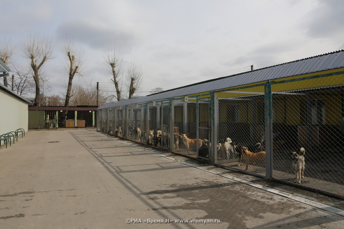Стая голубых собак появилась в Дзержинске Нижегородской области