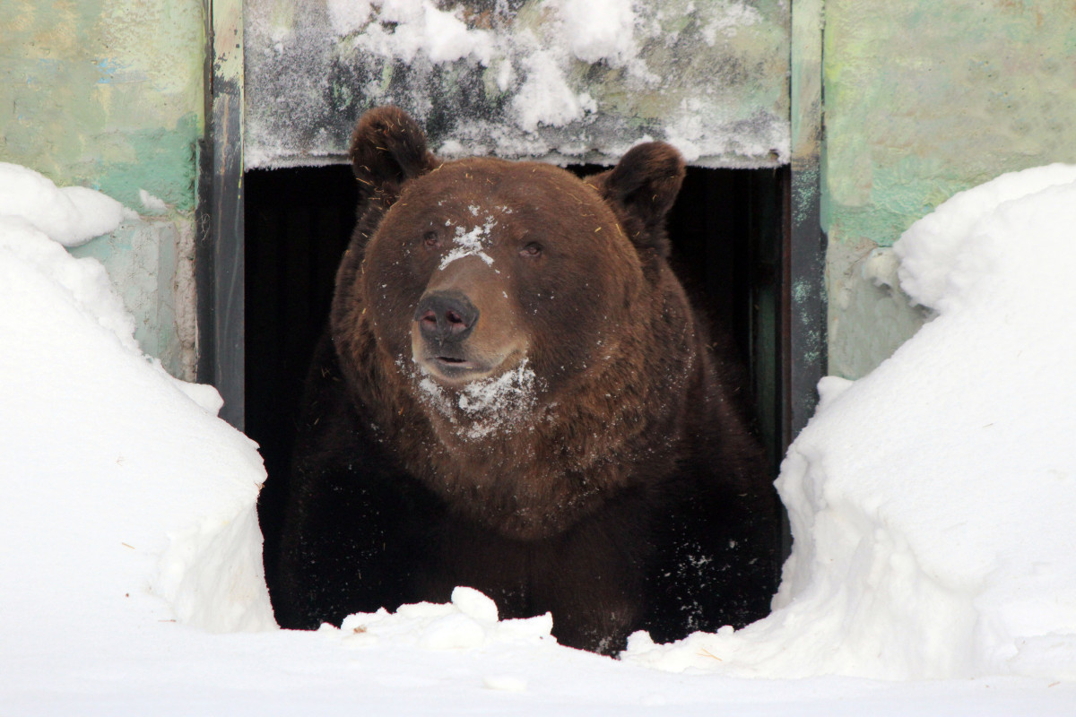 Бурый медведь Балу очнулся после спячки в «Лимпопо»