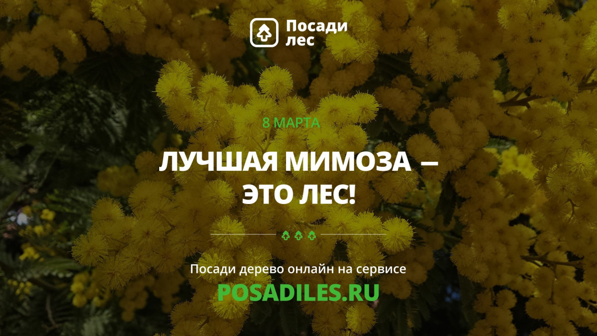 Акция «Лучшая мимоза — это лес» стартует в преддверии 8 Марта