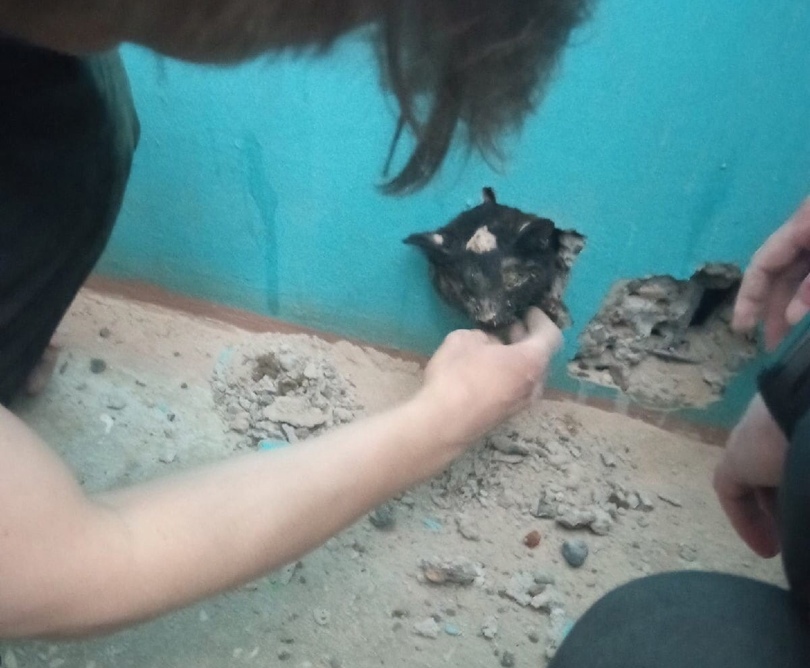 Нижегородцы спасли кошку, замурованную в вентиляционной шахте