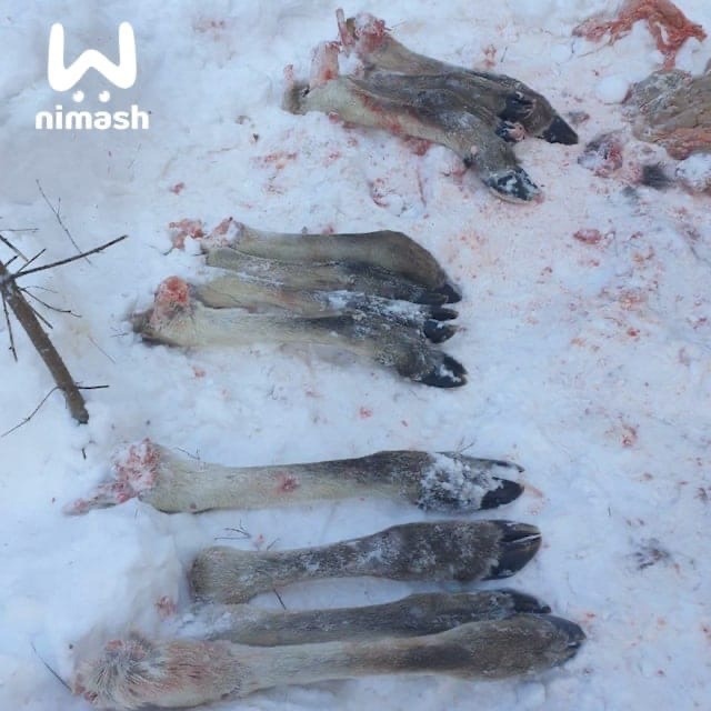 Браконьеры застрелили семейство лосей в Уренском районе (18+)