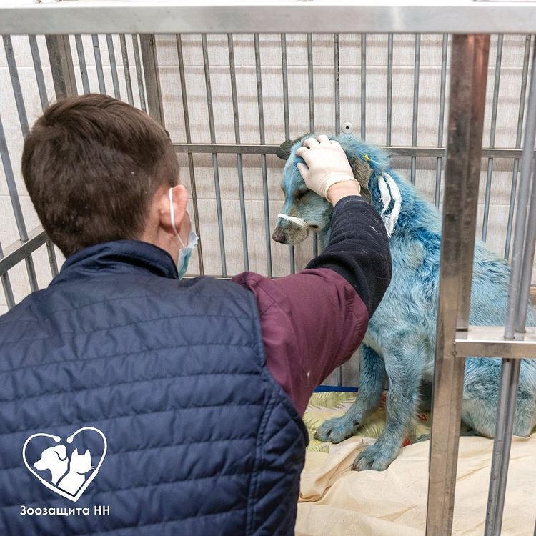 Одна из дзержинских «синих» собак скончалась во время родов