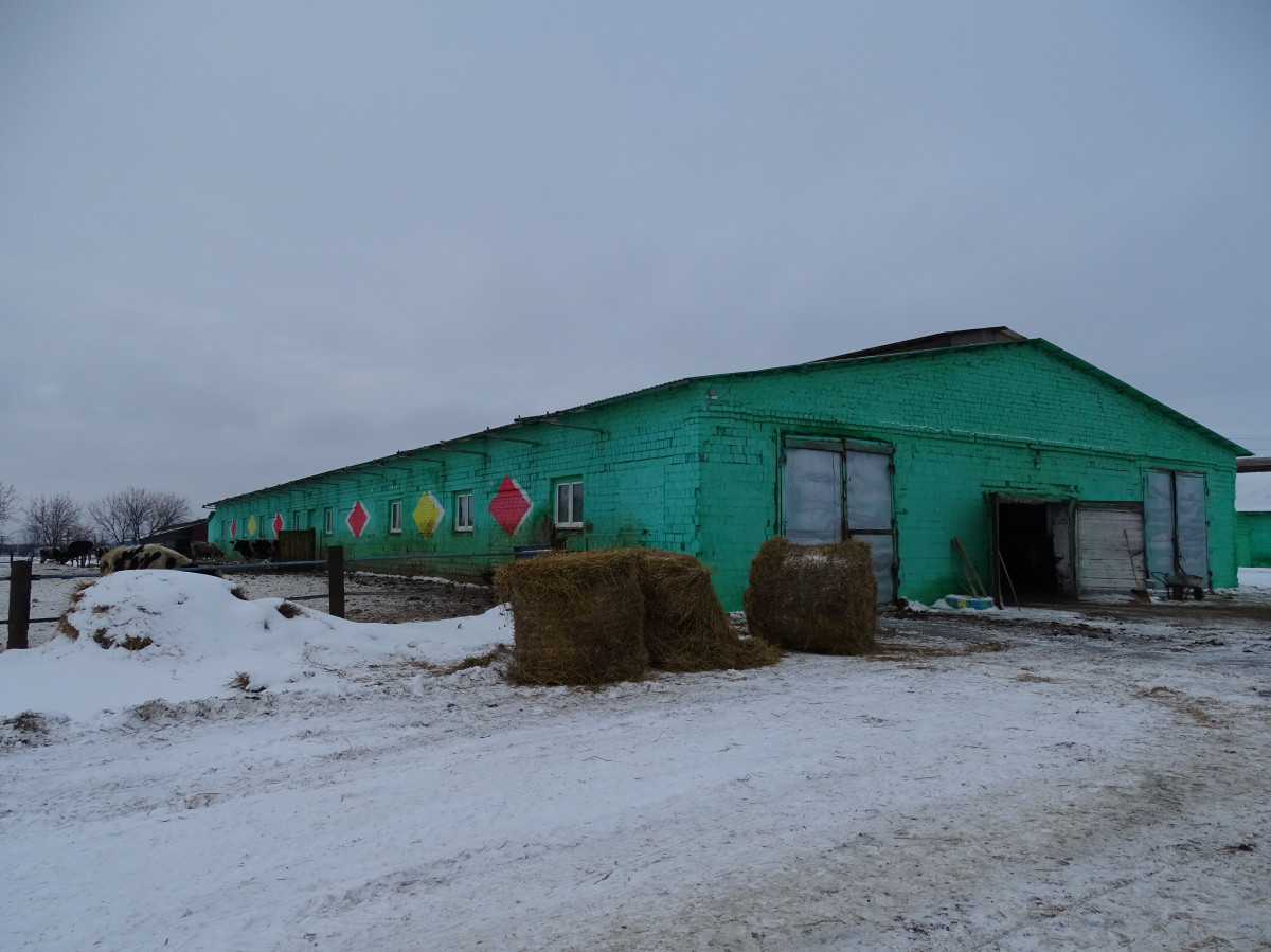 Сельхозпредприятие с 500 коровами продают в Нижегородской области
