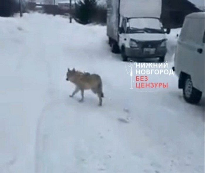 Волкособ напугал жителей Шахуньи