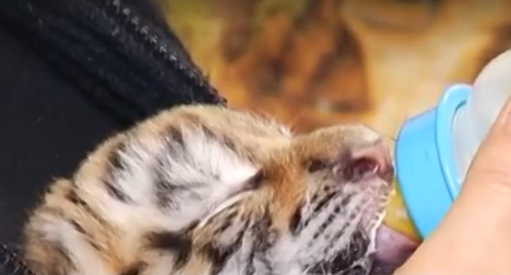 В нижегородском зоопарке выкармливают тигренка, от которого отказалась мать