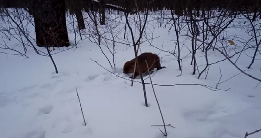 В Нижегородской области у бобров закончилась зимовка