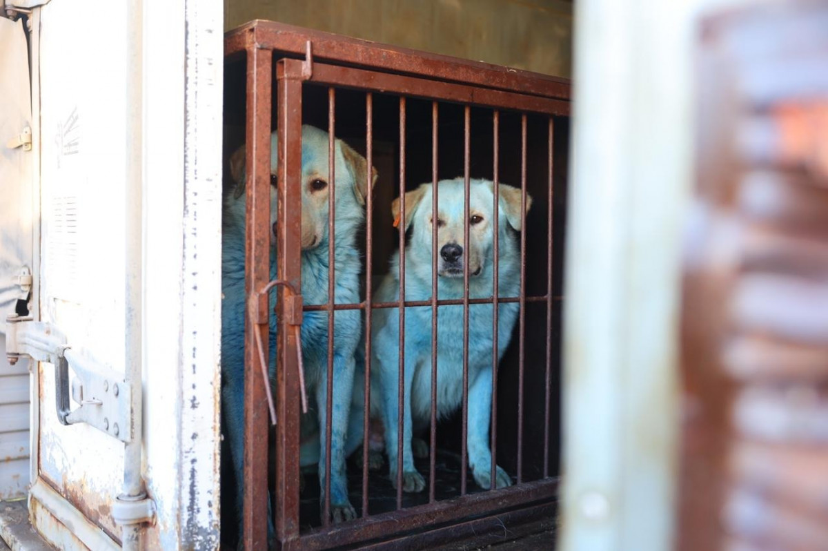 Двух «синих собак» поселили на территории гаража администрации Дзержинска