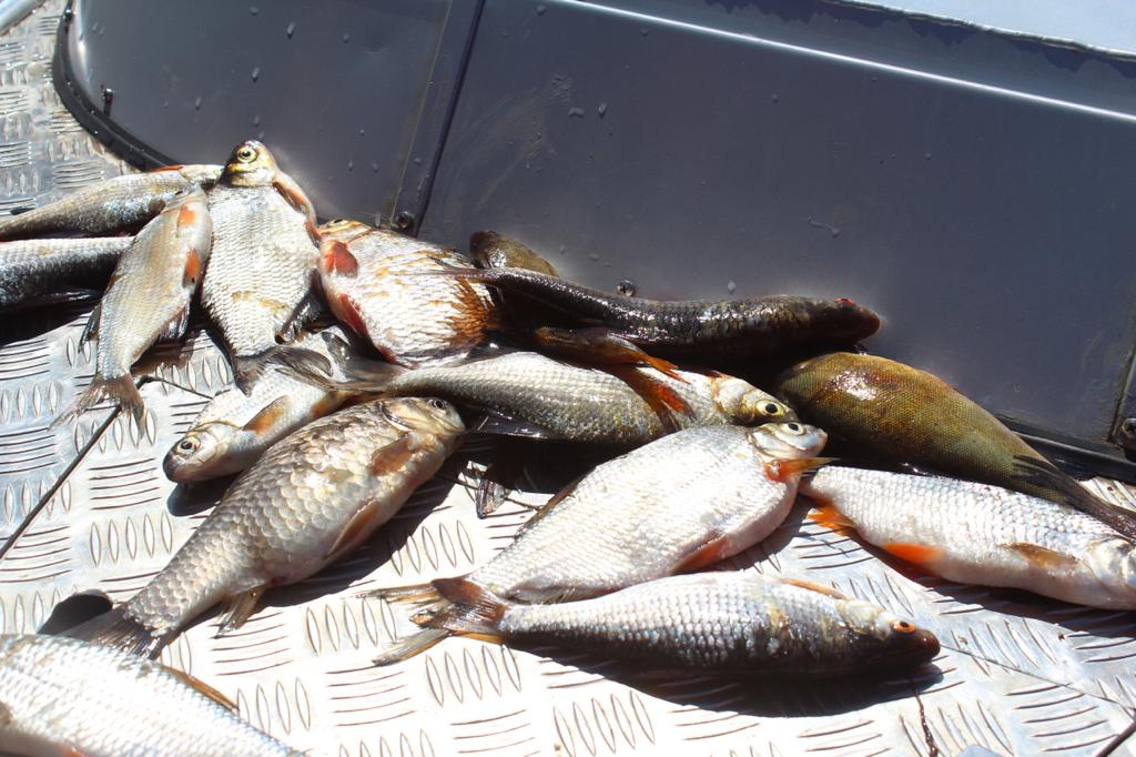 Любительское рыболовство и промышленный вылов рыбы ограничили в Нижегородской области