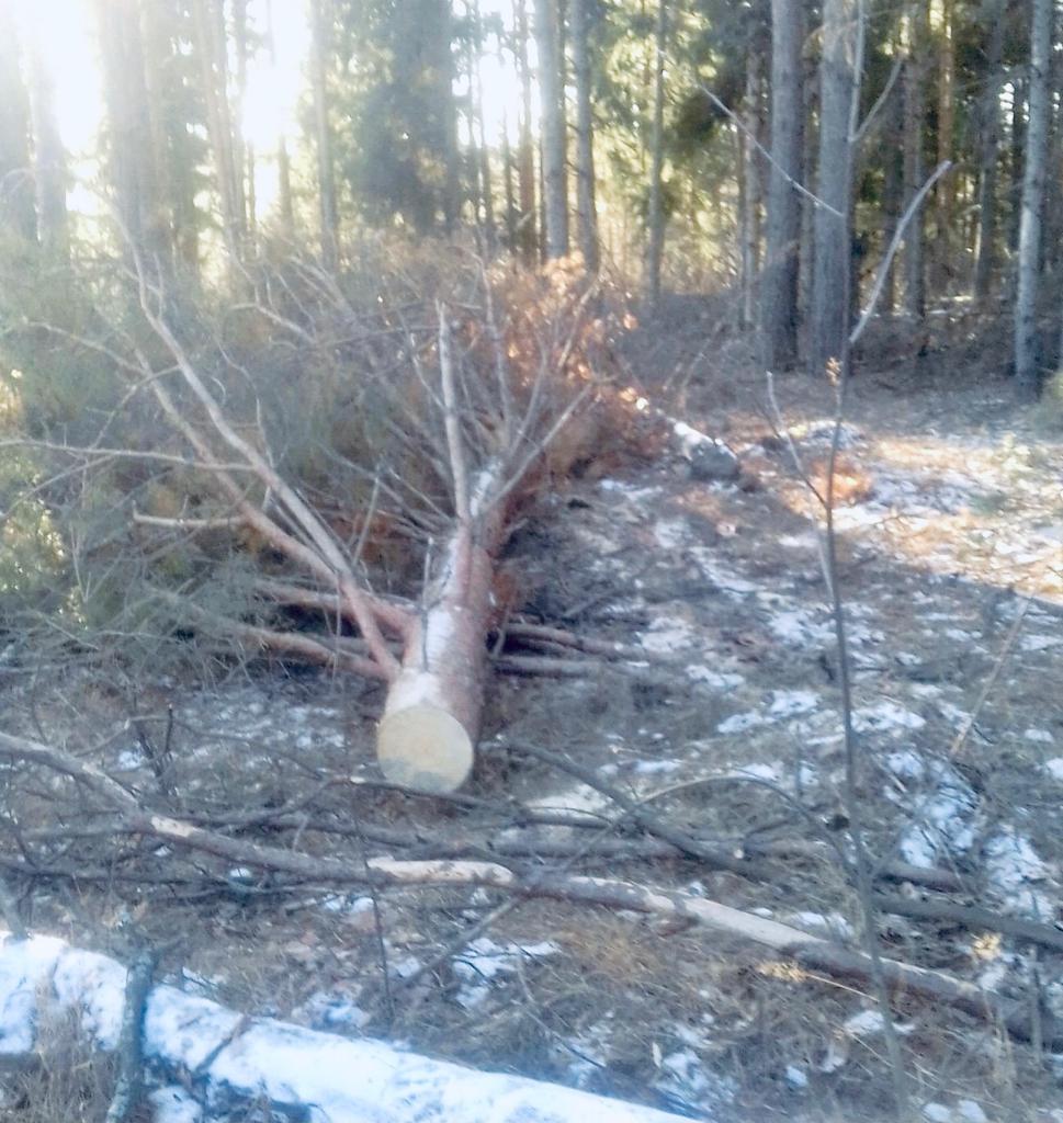 В Навашинском районе участковый лесничий при патрулировании обнаружил незаконную рубку