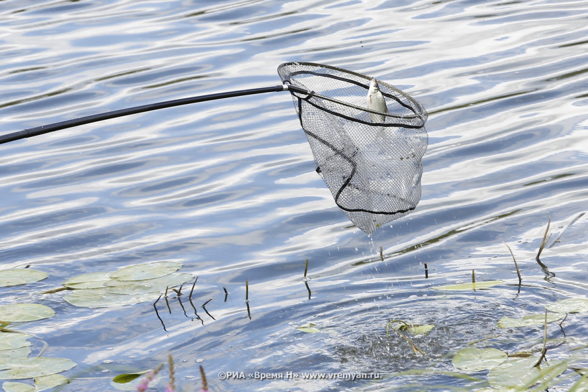 Еще в одном озере Нижегородской области умерла рыба