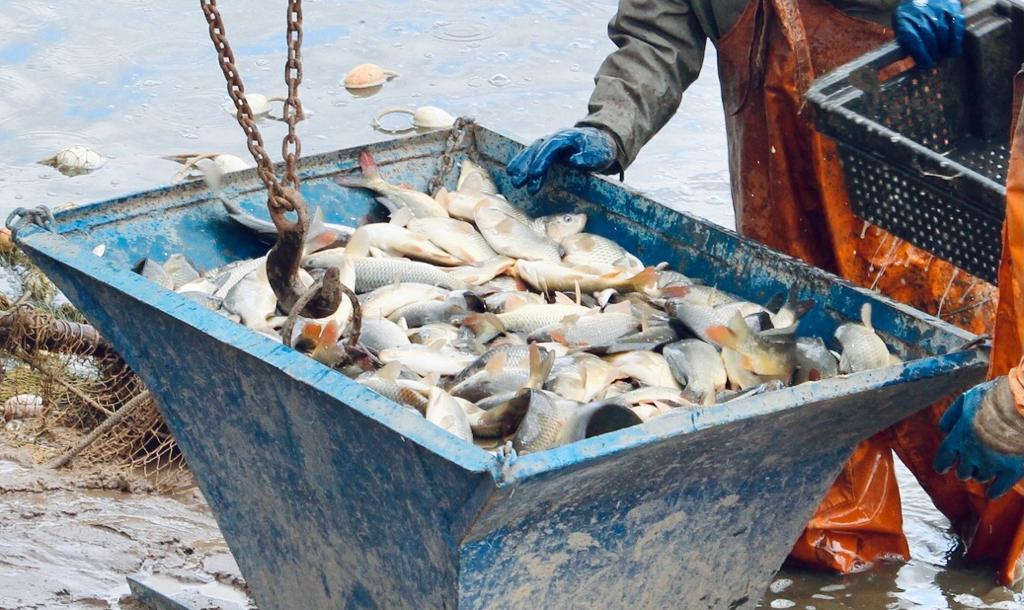 Более 47 тонн рыбы выпустили в водоемы Нижегородской области