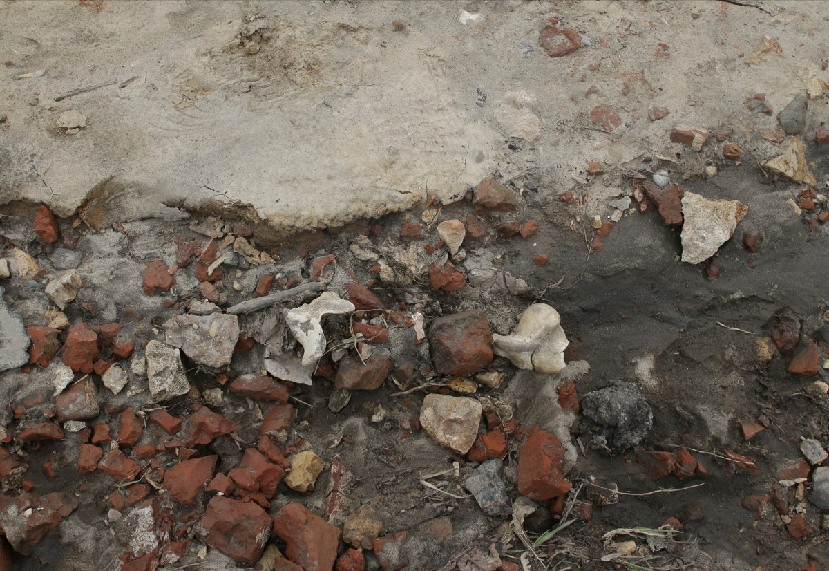 Найденные около Нижегородского кремля кости принадлежали животным