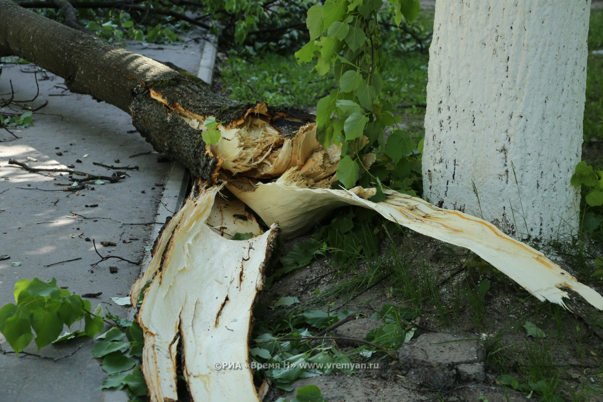 Последствия прохождения урагана устраняются в Нижнем Новгороде
