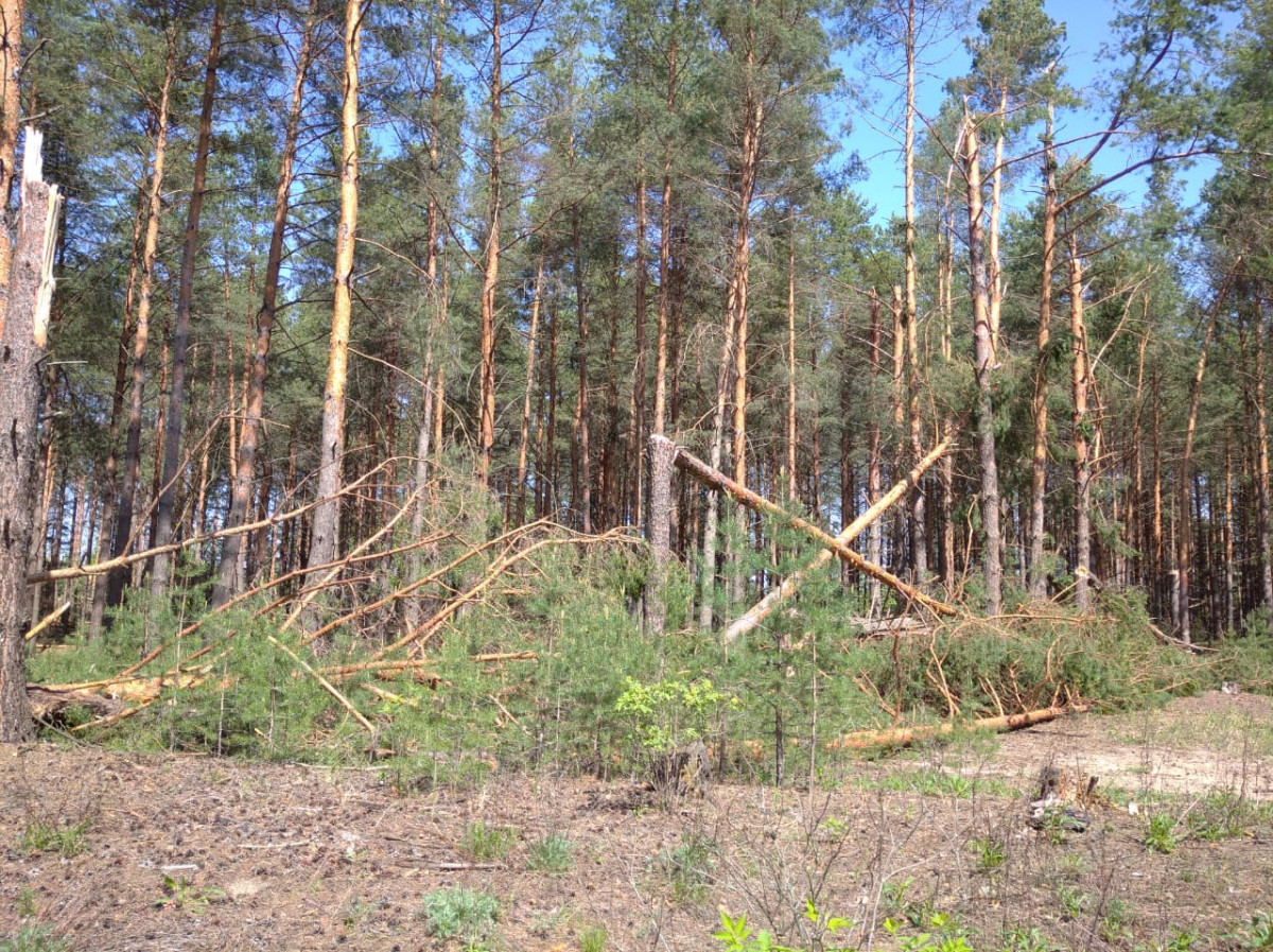 Квадрокоптеры обследуют нижегородские леса после урагана