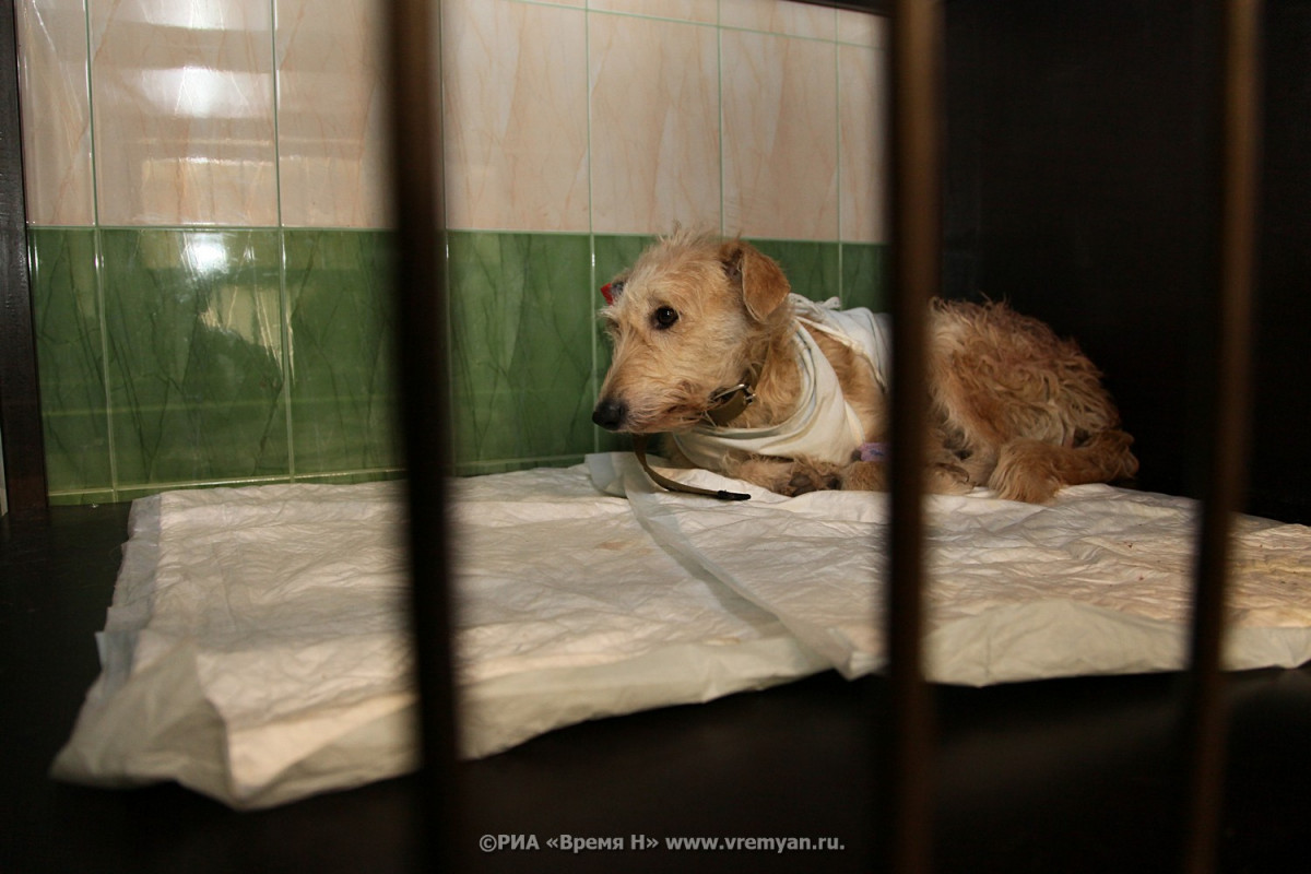 Собаки начали умирать в Нижнем Новгороде от жары