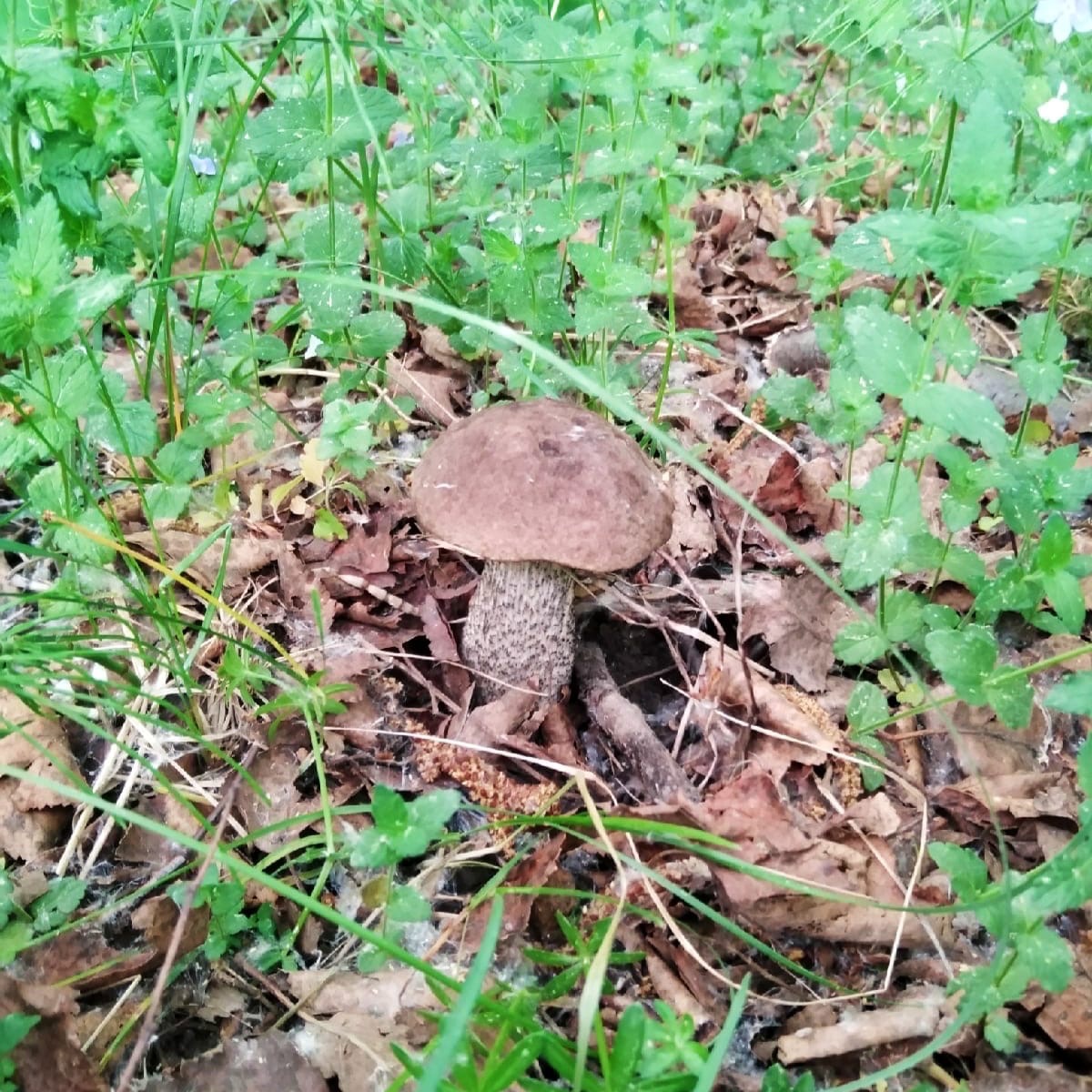Первые грибы нашли в Нижегородской области