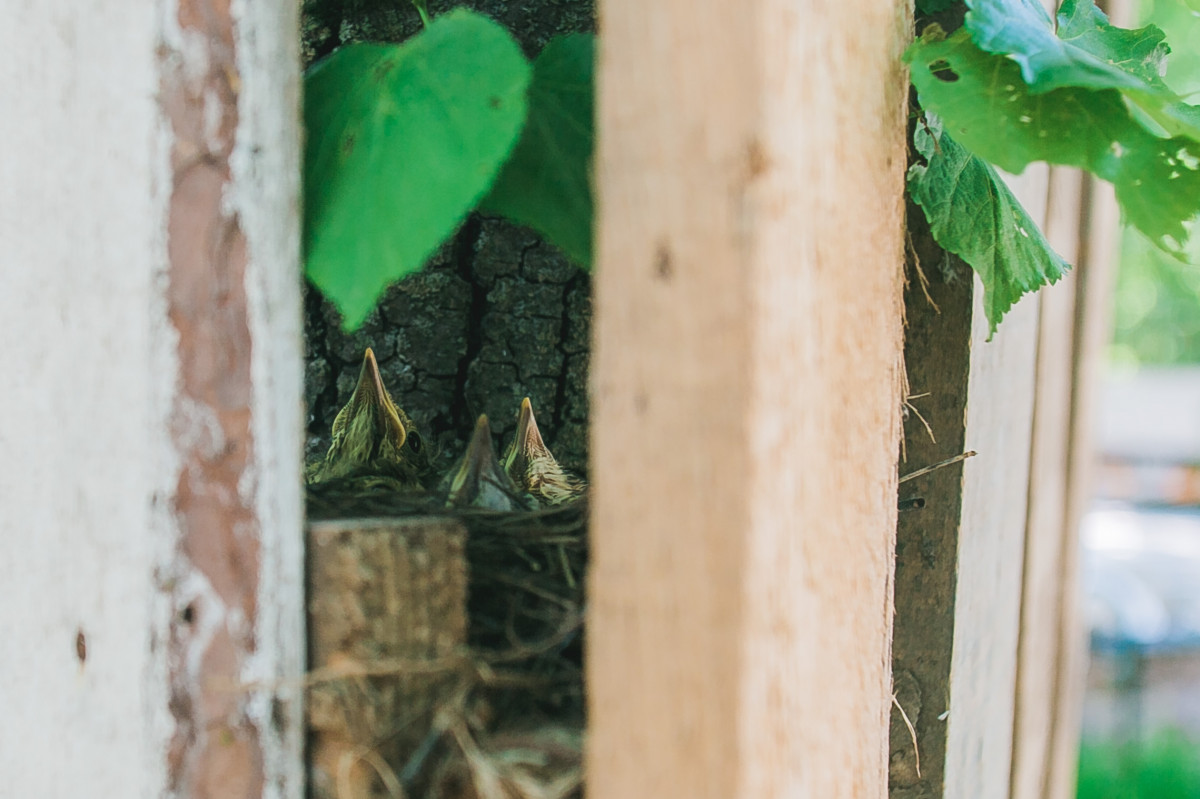 Птенцы завелись на строительной площадке в нижегородском парке «Швейцария»