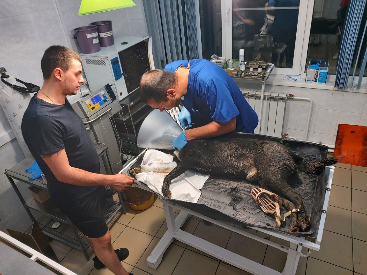 Полиция разыскивает живодера, пытавшегося зарезать собаку в Кстове