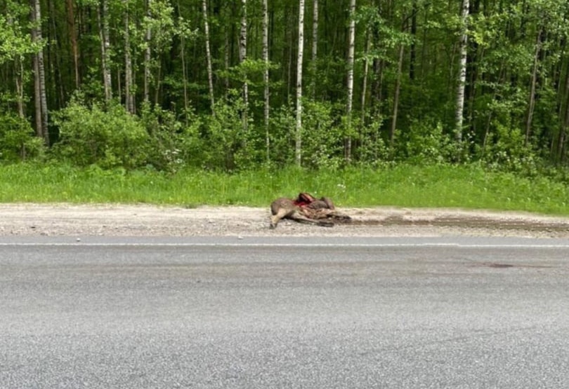 Лося сбили на кировской трассе в Нижегородской области