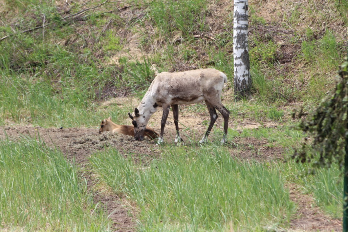 Популяция лосей, косуль и медведей выросла в нижегородских лесах