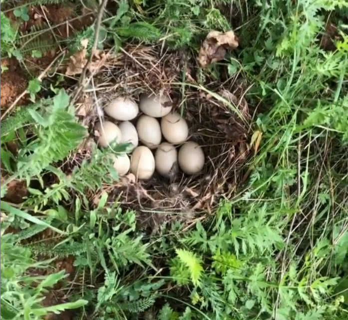 Утка устроила гнездо прямо на стройке в нижегородской «Швейцарии»
